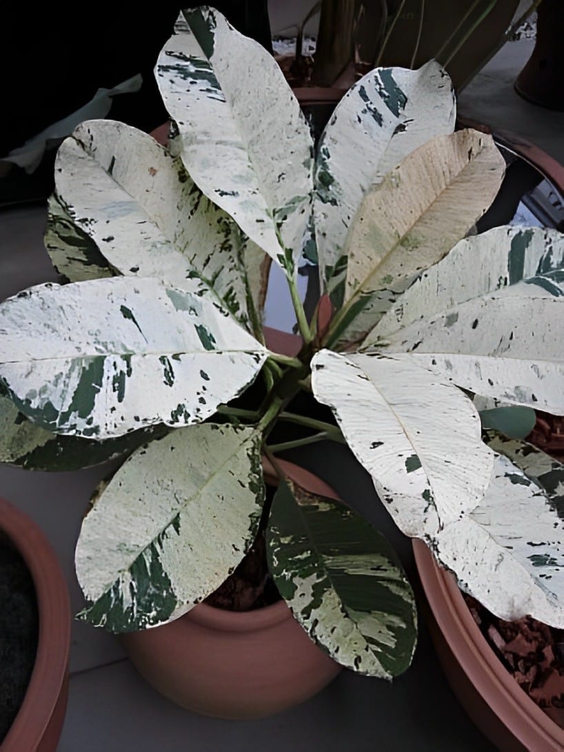 Buy variegated Frangipani Maya online