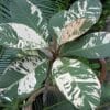 Buy variegated Plumeria 'Maya' online