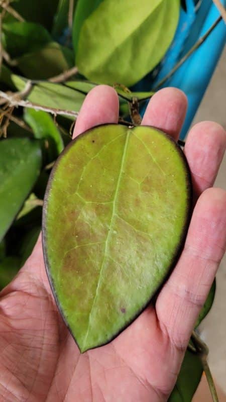 Hoya fusco marginata leaf