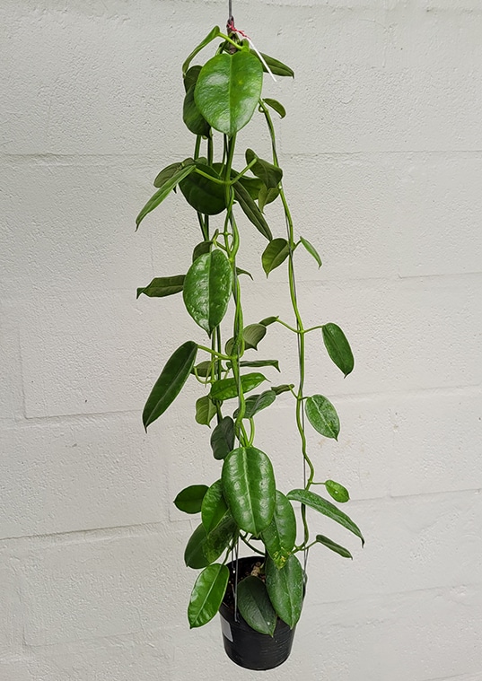 Hoya cv. ruthie large plant