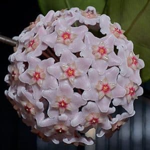 Hoya dasyantha 'Pink Vietnam'