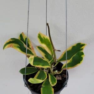 Hoya diversifolia variegated