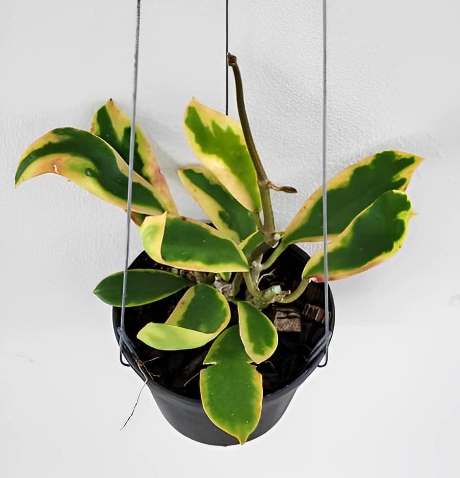 Buy Hoya diversifolia variegated online