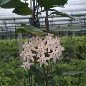 Hoya elliptica flowering