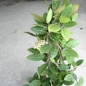 Hoya elliptica for sale