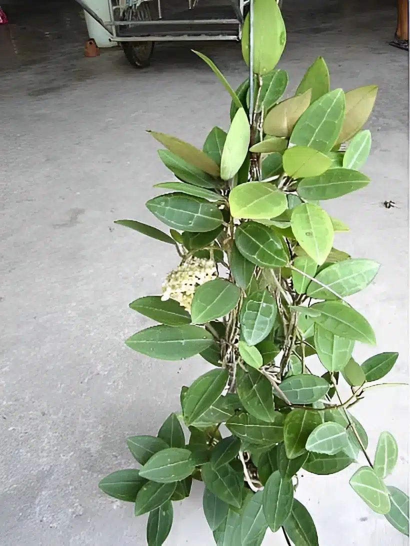 Hoya elliptica for sale