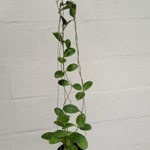 Hoya elliptica 'Oval Leaves'