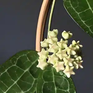 Buy Hoya elliptica philippines big leaves online