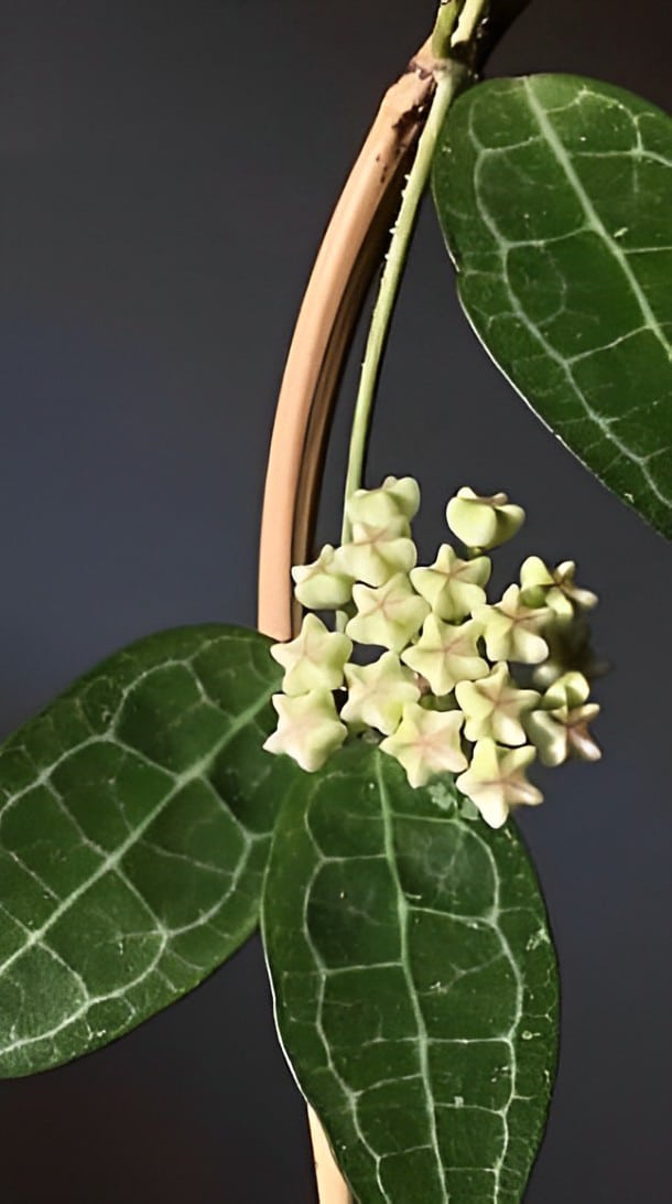 Buy Hoya elliptica philippines big leaves online