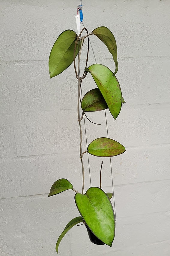 Hoya fusco marginata large plant