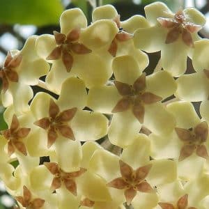 Hoya fusco marginata flowering