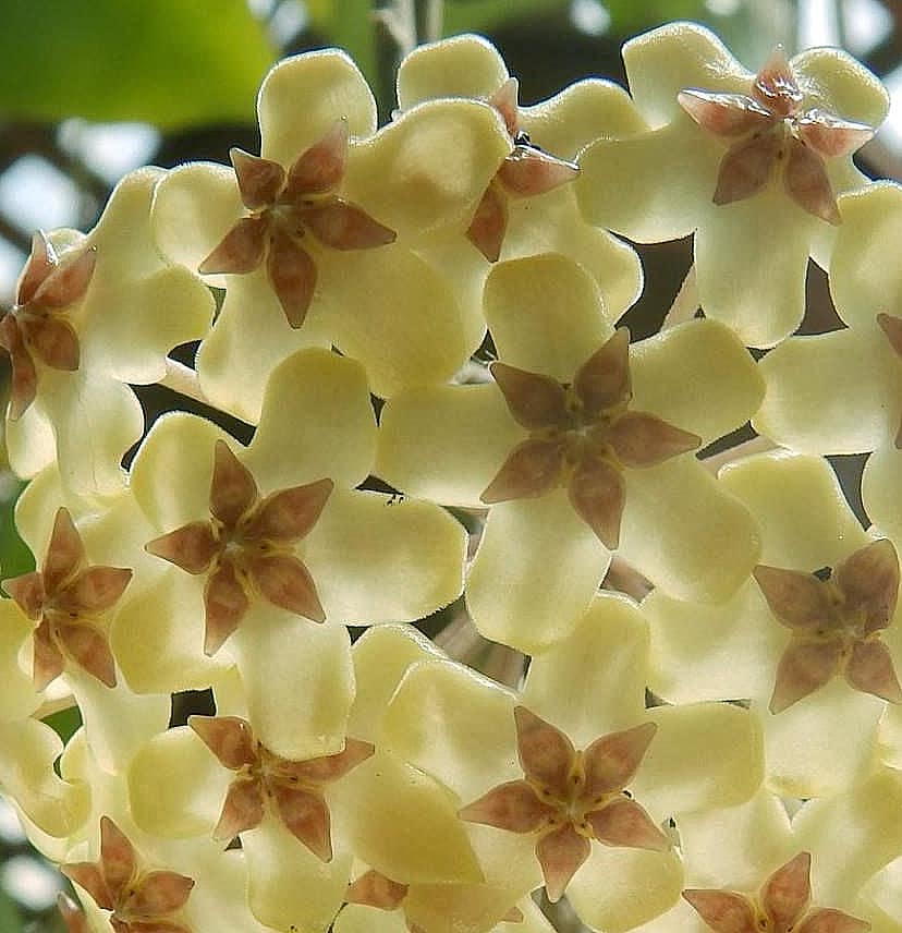 Hoya fusco marginata flowering