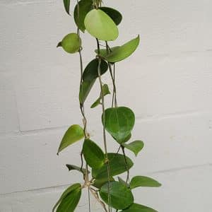 Hoya genevieve large plant