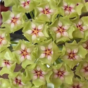 Hoya genevieve flowering