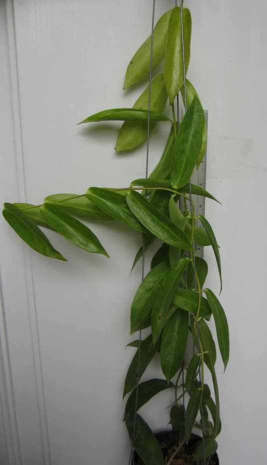 Hoya globulifera large plant