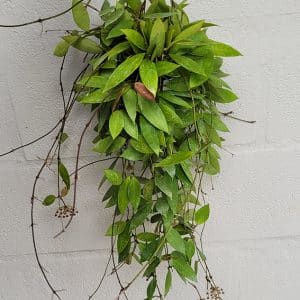 Hoya gracilis large plant