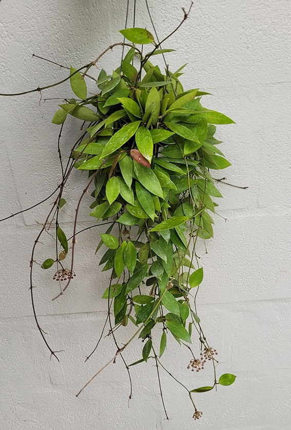 Hoya gracilis large plant