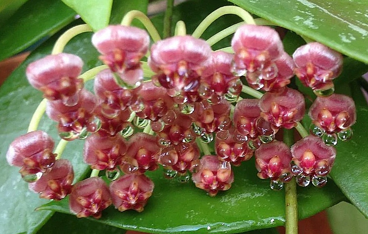 Hoya gracilis flowers