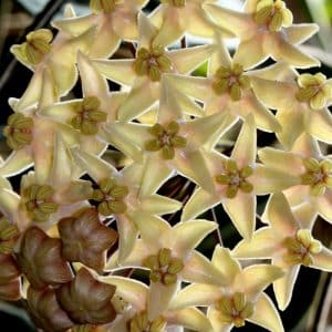 Hoya hypolasia flowers