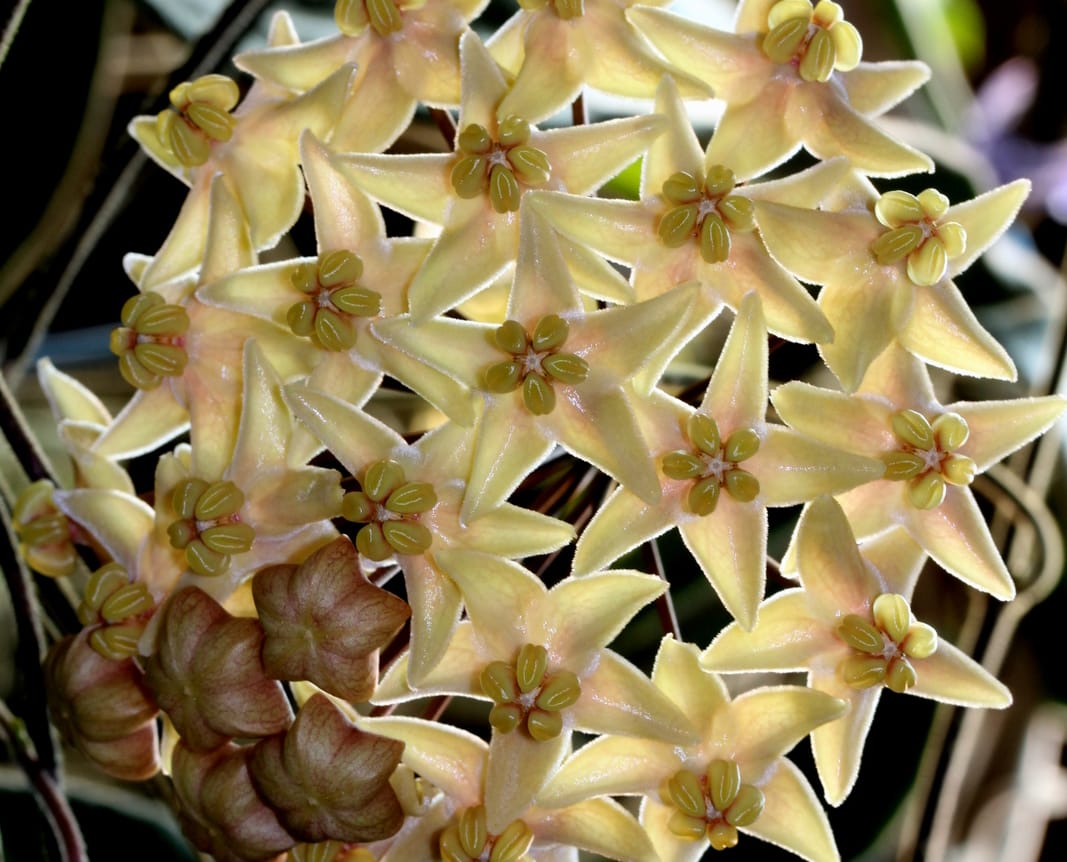 Hoya hypolasia flowers