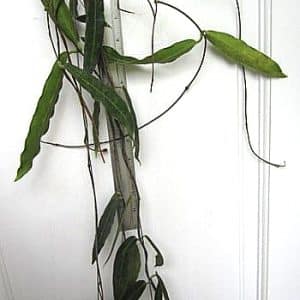 Hoya hypolasia large plant