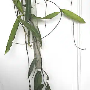 Hoya hypolasia large plant for sale