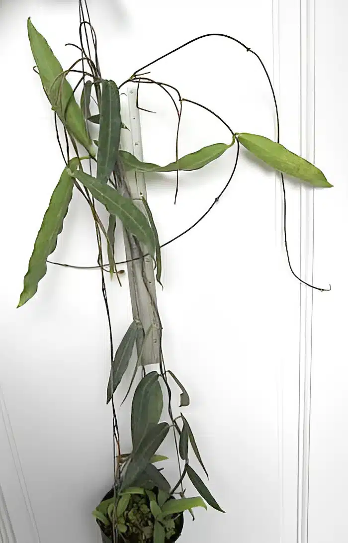 Hoya hypolasia large plant for sale