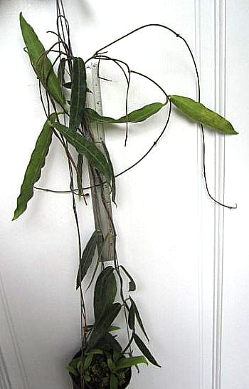 Hoya hypolasia large plant