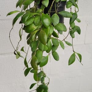 Hoya incurvula 'Sulawesi' large plant