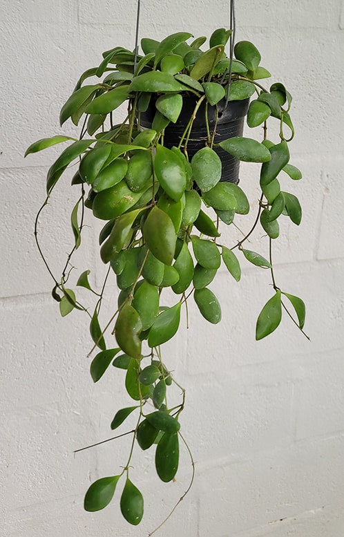 Hoya incurvula 'Sulawesi' large plant