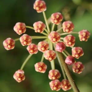 Hoya incurvula 'Sulawesi' flowers