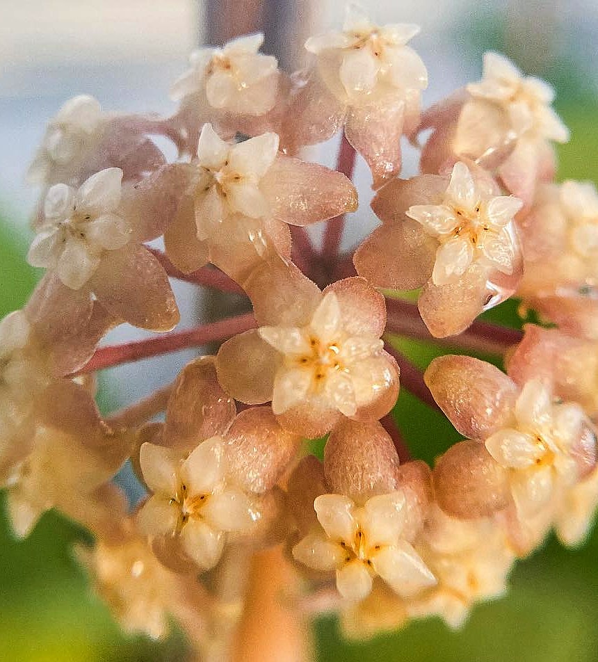 Hoya sp. 'Irina' flowers