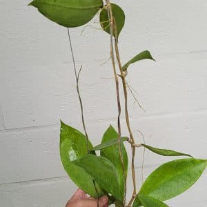 Hoya sp. 'Jennifer' large plant