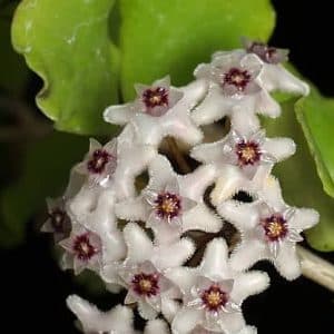 Hoya kanyakumariana flowering
