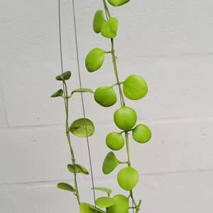 Hoya kastbergii large plant