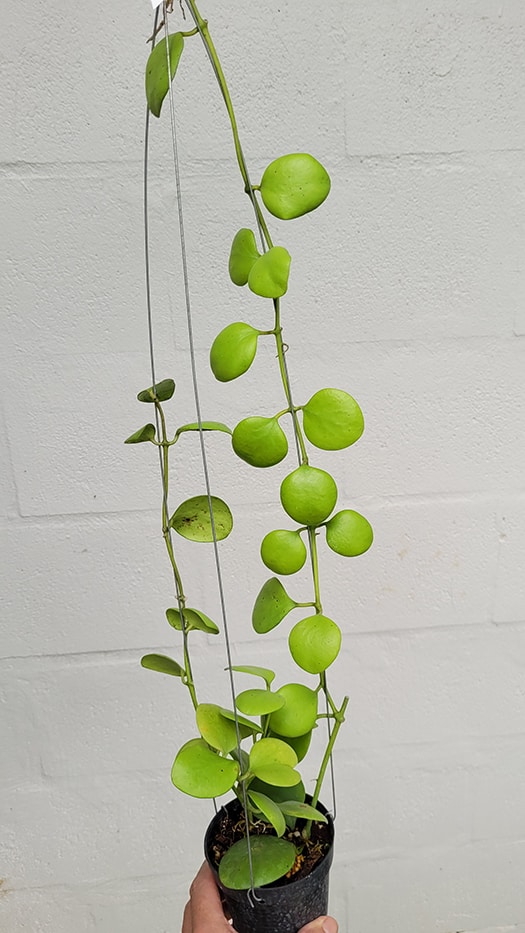 Hoya kastbergii large plant