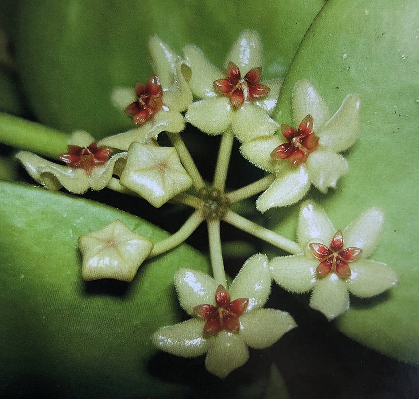 Hoya kastbergii flowers