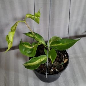 Hoya kenejiana variegata large plant