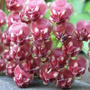 Hoya kentiana flowering