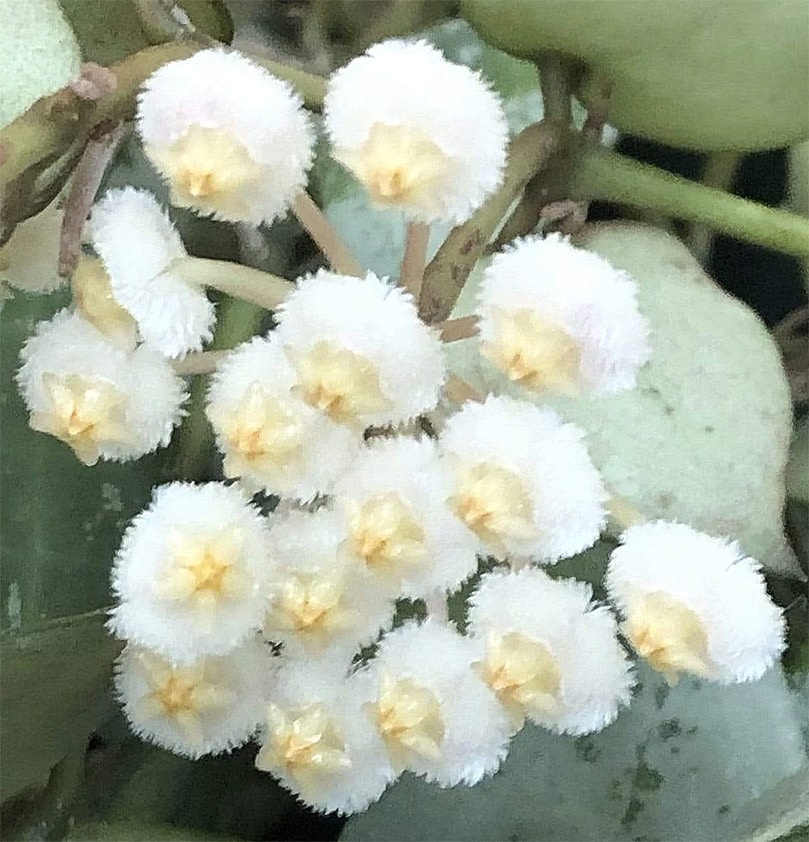 Hoya krohniana 'Eskimo' flowers