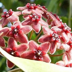 Hoya lamingtoniae flowers