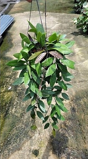 Hoya memoria large plant