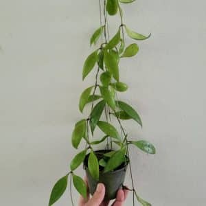 Hoya revoluta large plant