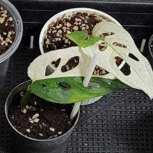 White variegated Monstera adansonii Albo for sale