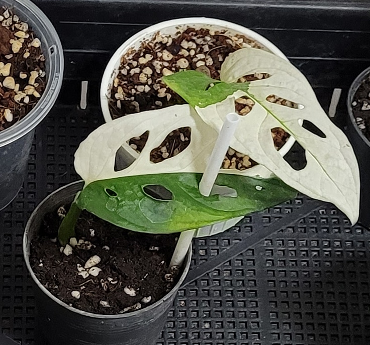 White variegated Monstera adansonii Albo for sale