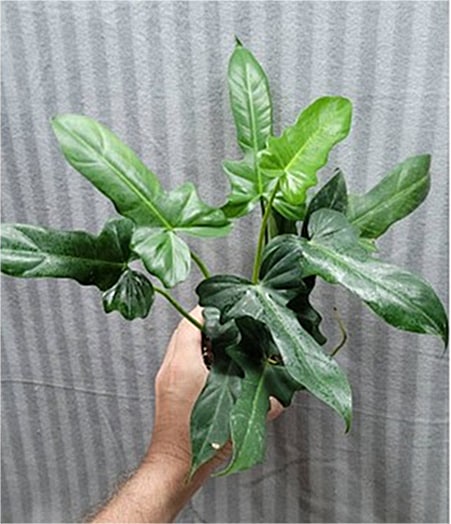 Philodendron 'Golden Dragon' for sale