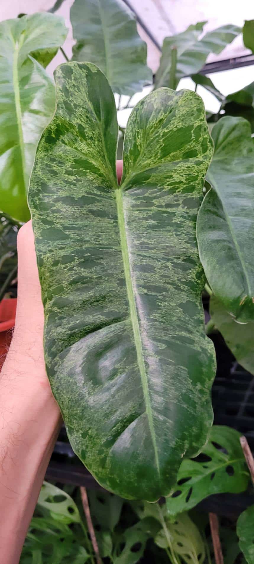 Philodendron 'Paraiso Verde' marbled foliage