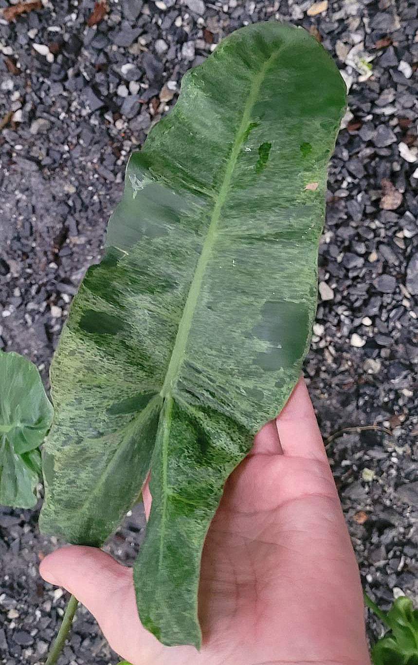 Philodendron 'Paraiso Verde' leaves
