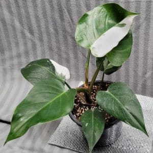 Philodendron 'White princess' for sale