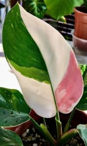 Pink variegated tricolor leaf of Philodendron 'White Princess'